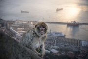 Zdejší rezervace je známá jedinou evropskou kolonií opic, oprsklých makaků bezocasých.