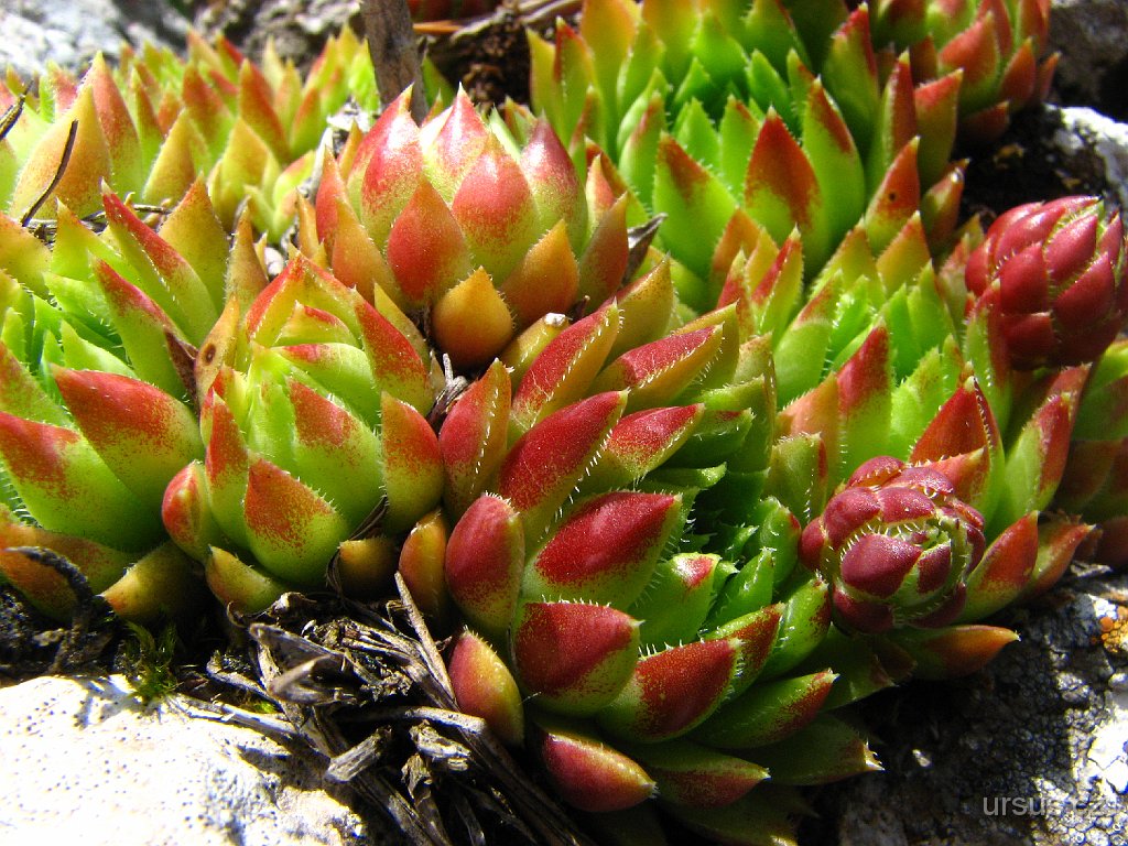 11.JPG - Krásné netřesky pokrývají většinu skalních vrcholků...