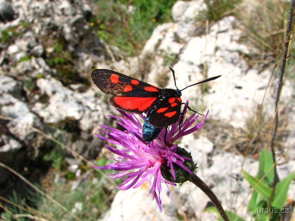 12.JPG - ... a taky vřetenuška se vyhřívá na sluníčku. Je sice už přes třicet stupňů ve stínu, ale jí to očividně vrásky na čele nedělá...