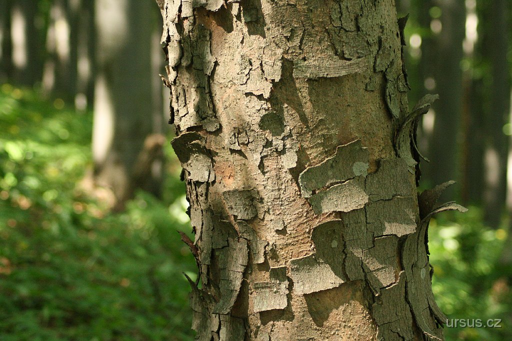 26.JPG - Část naší dnešní trasy vedla po hranici NPR Strážov... jedná se o převážně suťové lesy s převahou buku lesního a javoru klenu. Pro Beskydy tak typické jedle bělokoré tady nenajdete...