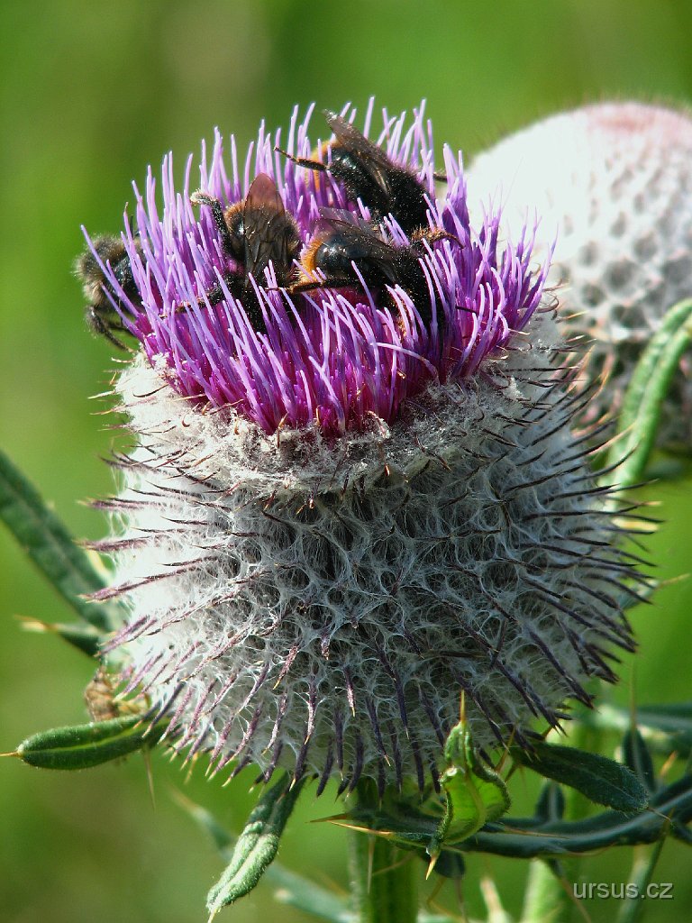 47.JPG - Na horských loukách právě rozkvétají pcháče bělohlavé. A čmeláci mají najednou plné ruce práce !