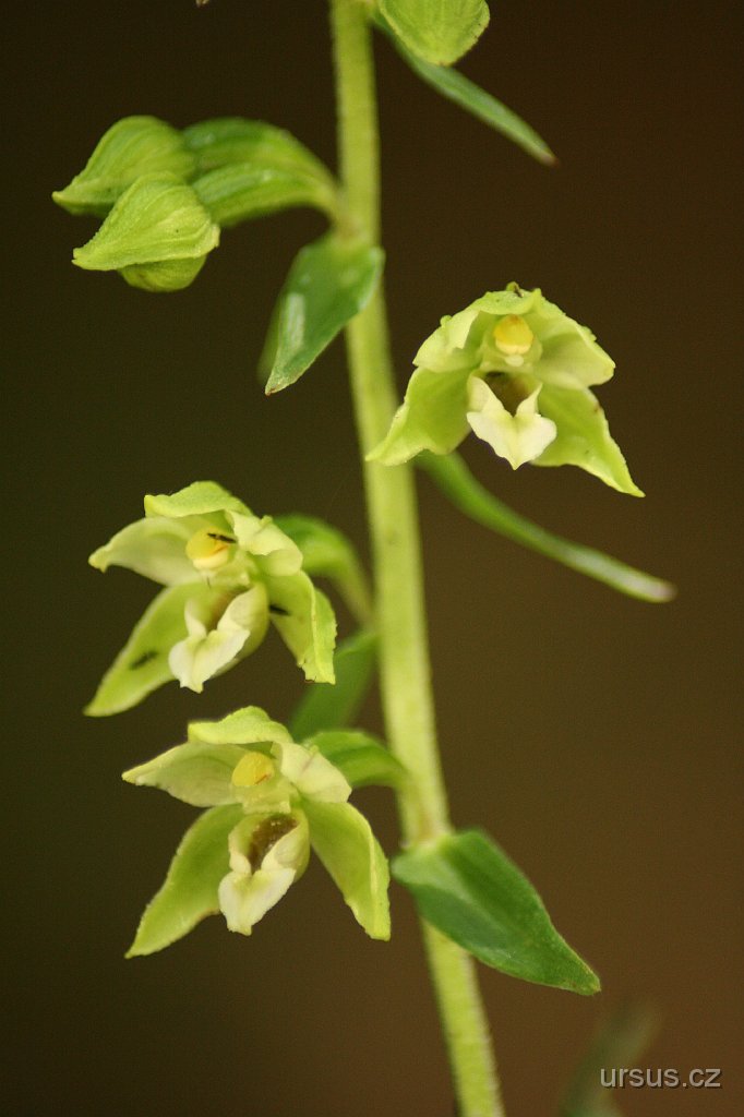 5.jpg - ...a také vzácnější orchideje. Tady je kruštík širolistý v celé své kráse.