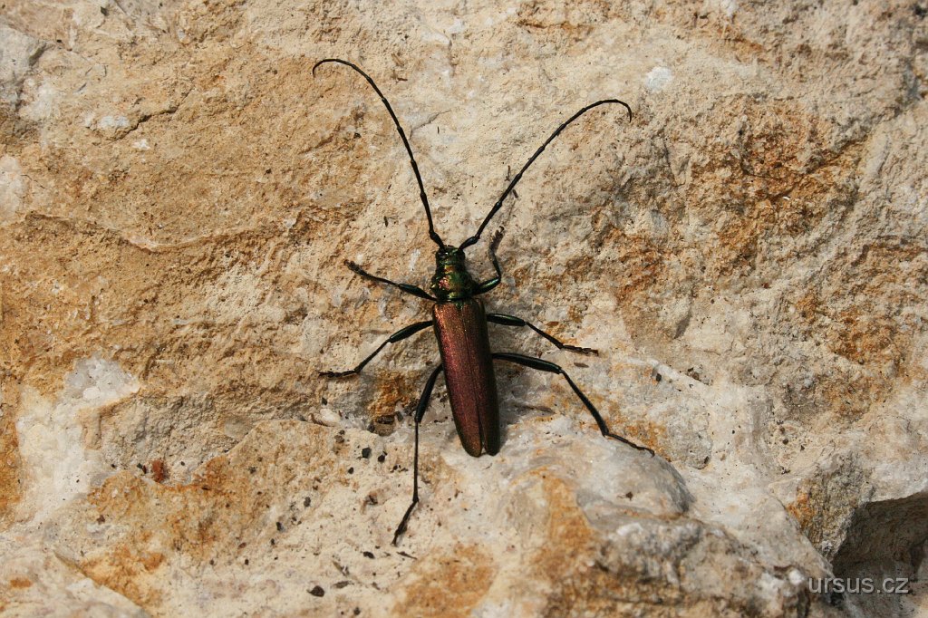 73.JPG - Před odjezdem u nás přistál tesařík pižmový... a takhle nám ochotně zapózoval.