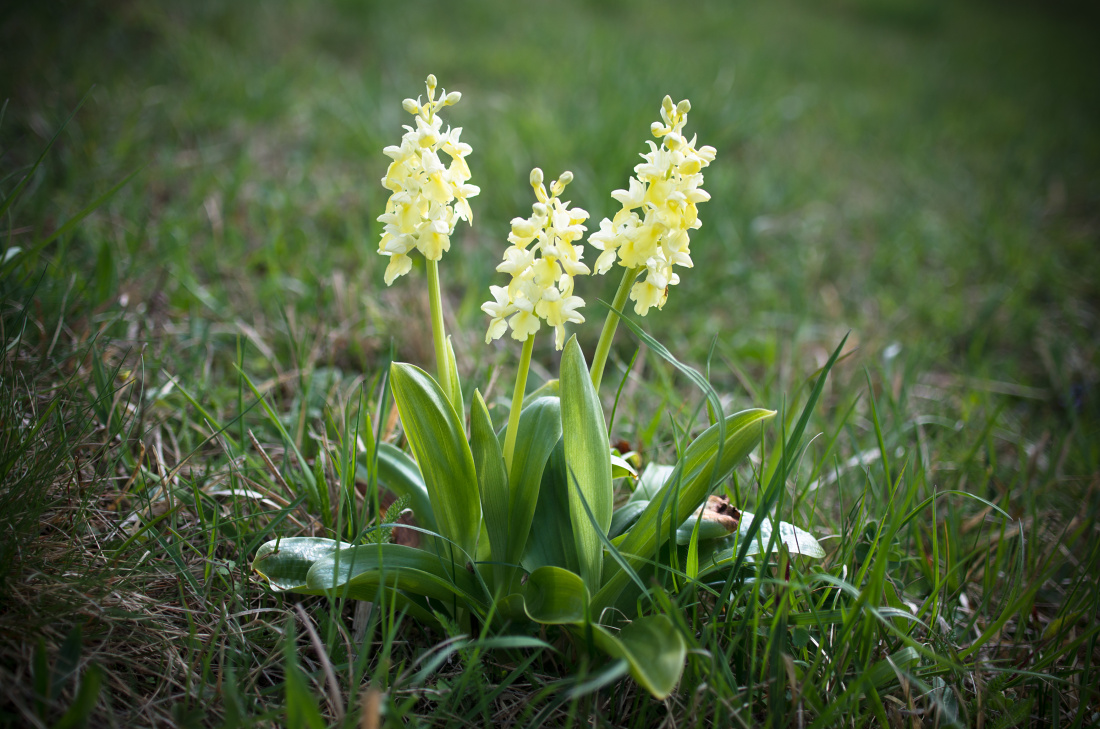 Desítky vstavačů bledých (Orchis pallens) rozkvétají každé jaro na přírodní rezervaci Svinec.
