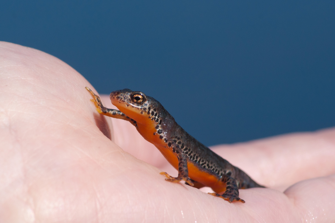 Tento nádherně zbarvený obojživelník má velikost maximálně jedenáct centimetru, ale pokud se jedná o samečka ten měří pouhých osm centimetrů. Živí se plži, pavouky, červy, hmyzem. Ve vodě se živí převážně vodními larvami hmyzu. A je také velice zajímavé, že si dokáži ulovit i žabí pulce. Zajímavý je i způsob života: Po zimním spánku vcházejí čolci opatrně do vody, kde se samečkům začíná tvořit pestrobarevný 